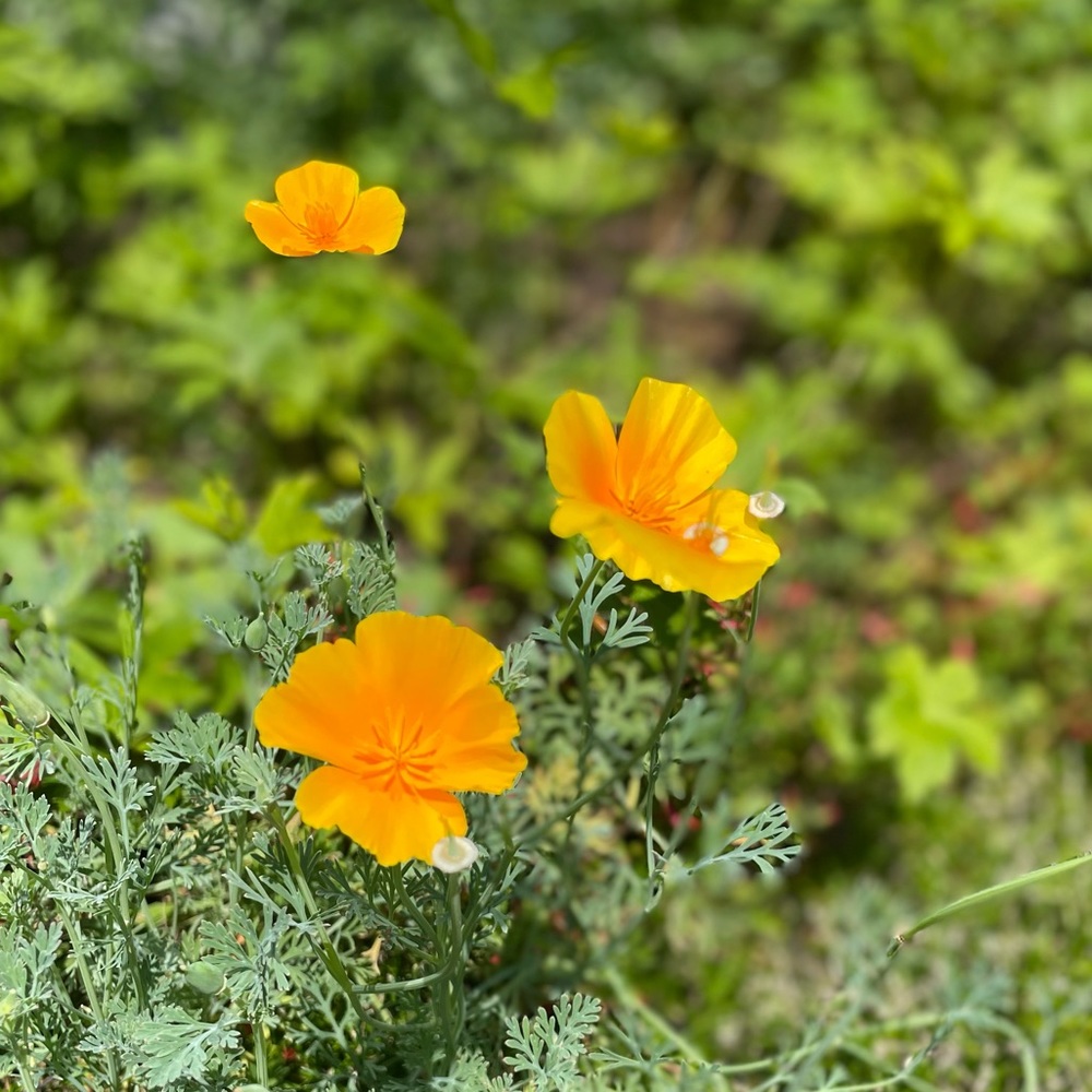 Meet your Posher, Nessy